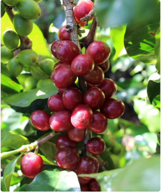 Kenya Gichuka AB