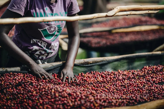 Rwanda - Gasharu Wimana