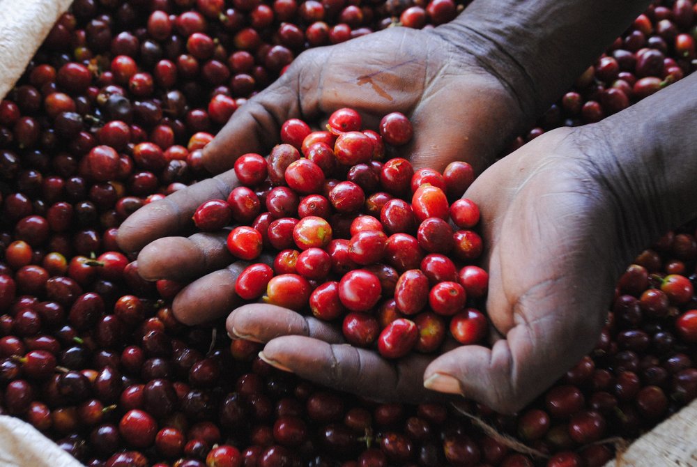 Rwanda Rwamatamu Fully Washed