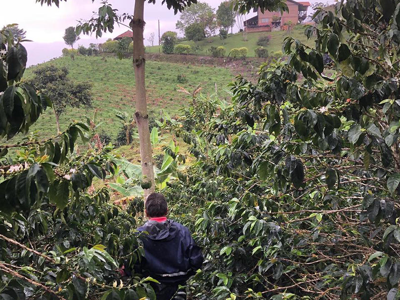 Colombia - Chiroso Natural, La Divisa