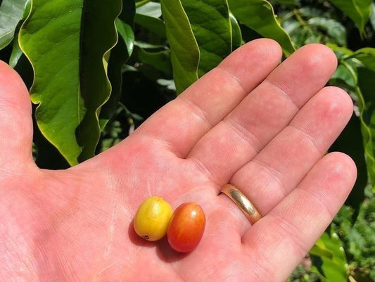 What is Washed Coffee?