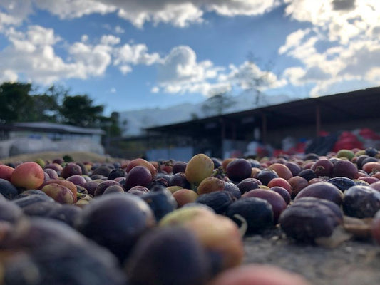 What is Natural Coffee?