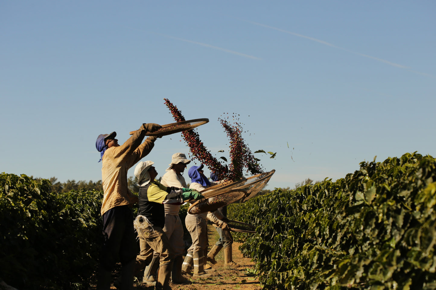 Fazenda Santa Cruz - BRAZIL