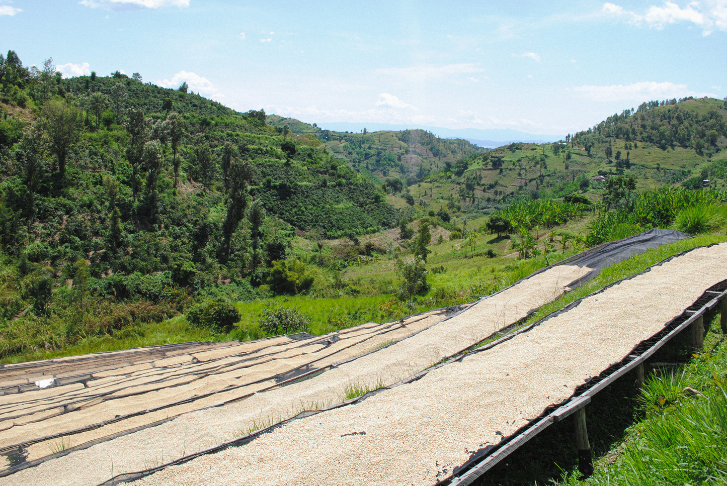 Ethiopia - Banko Gotiti Natural