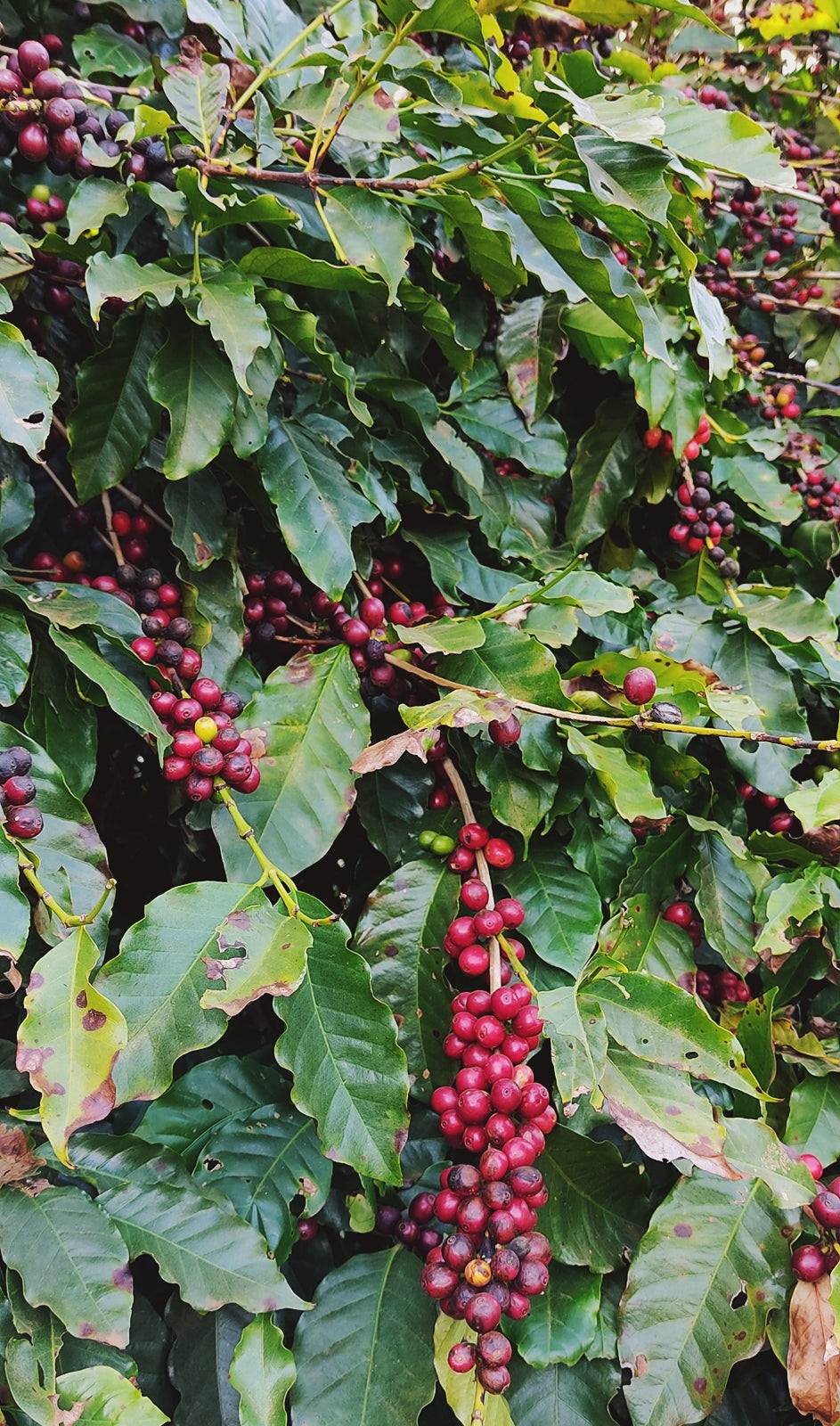 Fazenda Santa Cruz - BRAZIL