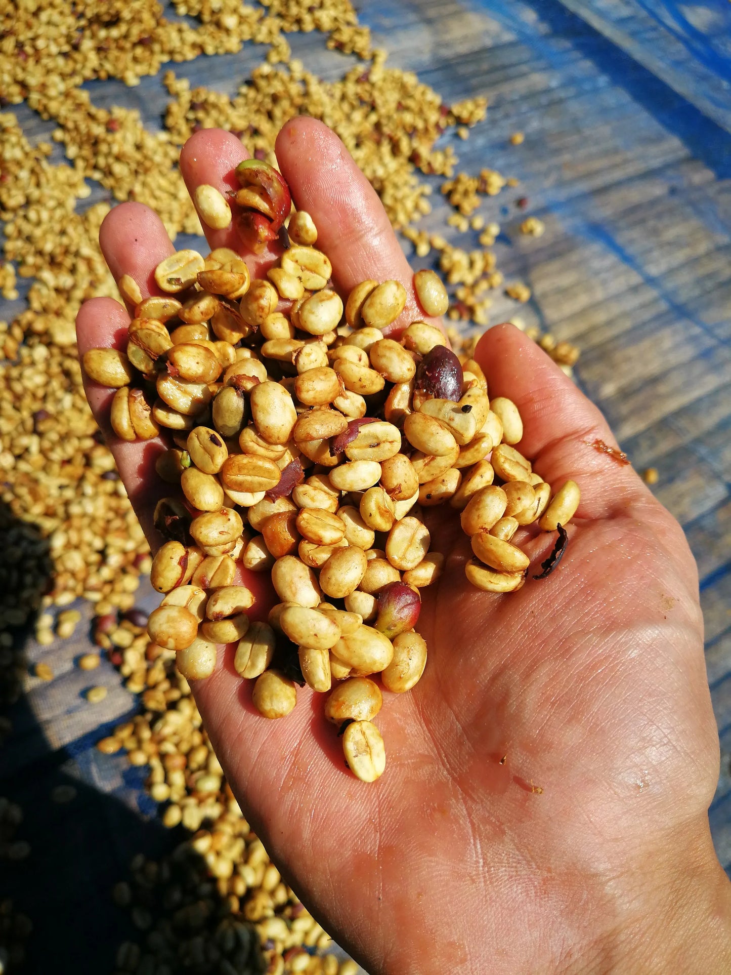 Thailand - Doi Pangkhon, Lactic Anaerobic Natural