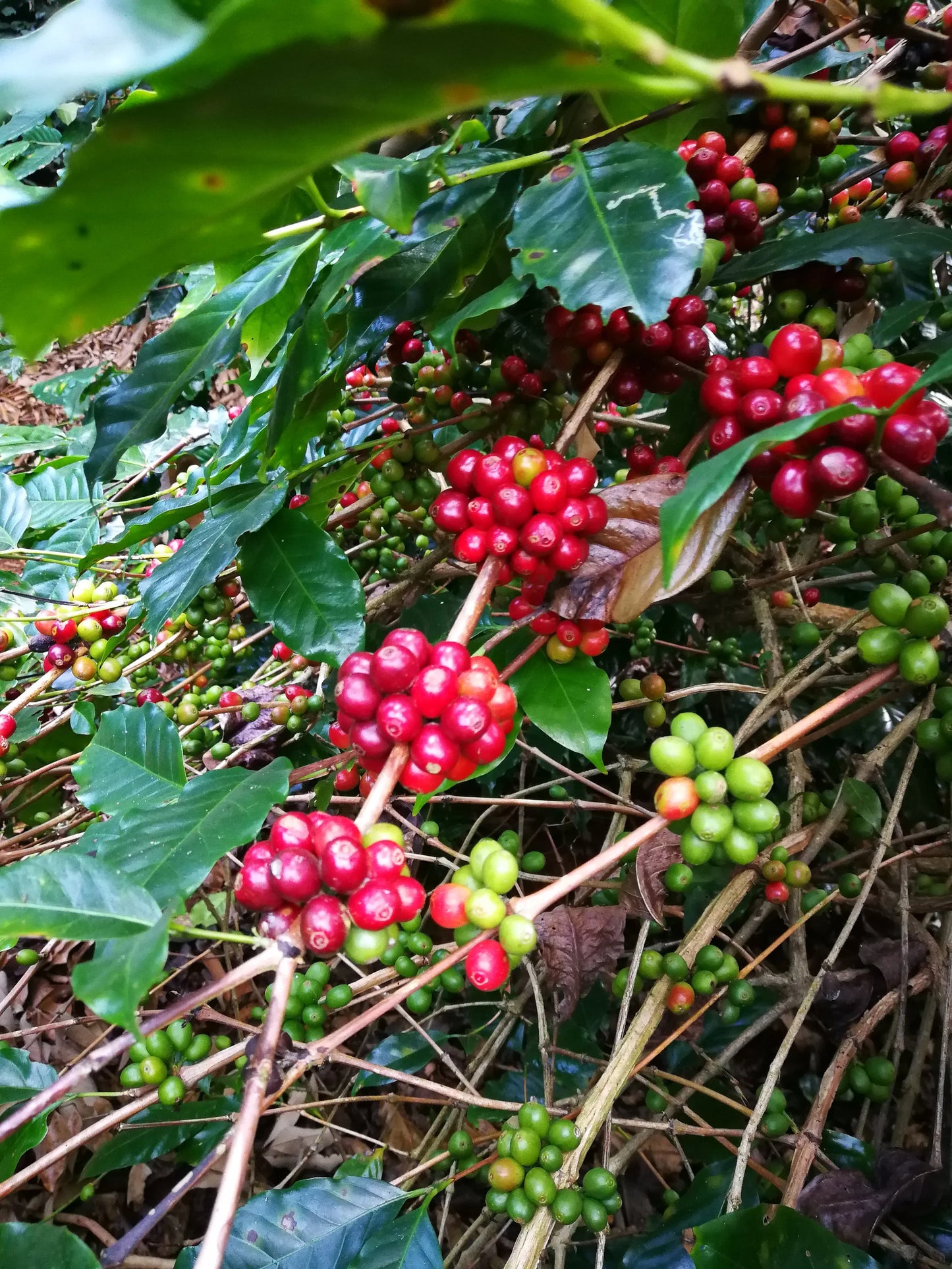 Thailand - Doi Pangkhon, Lactic Anaerobic Natural
