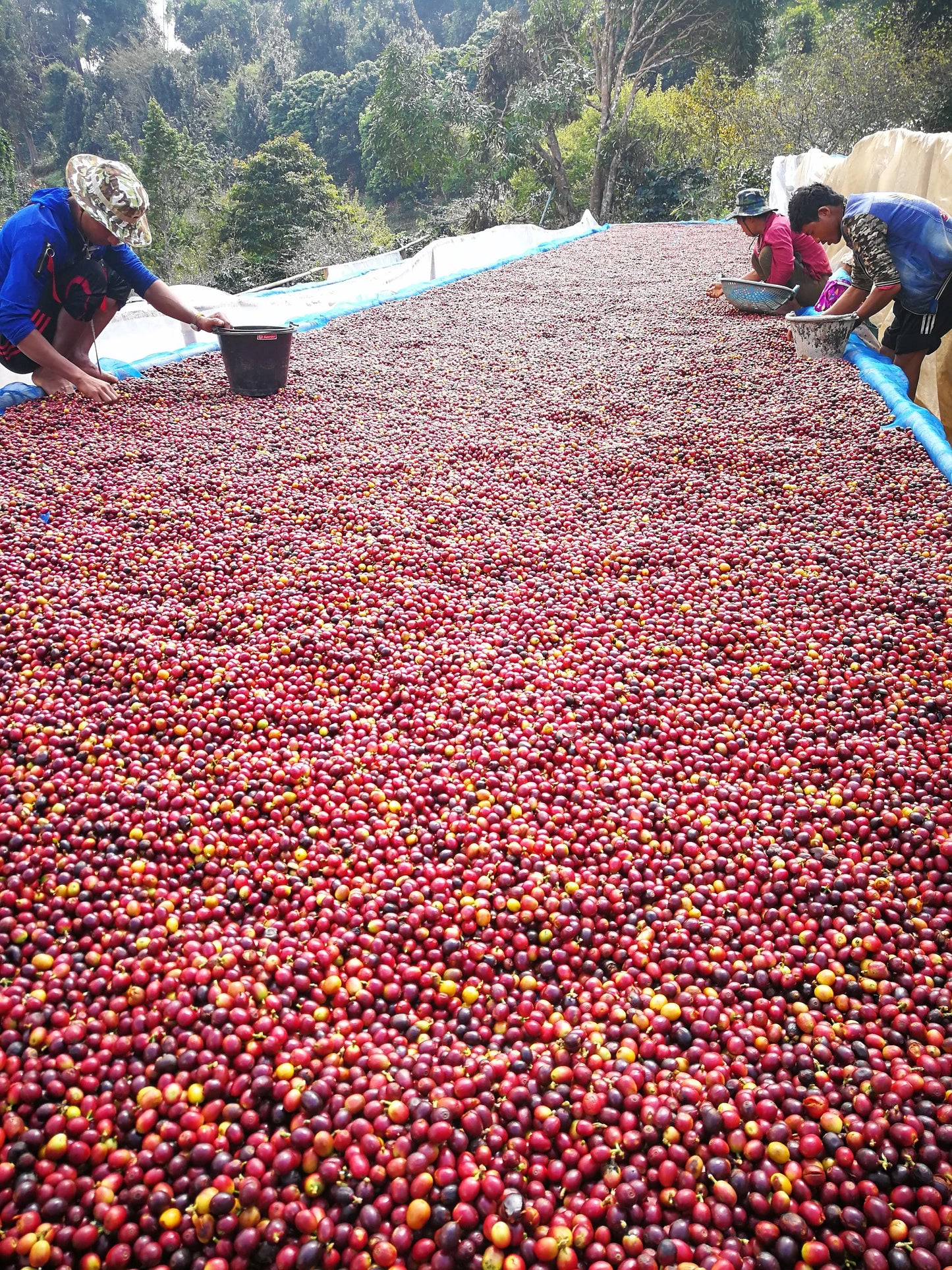 Thailand - Doi Pangkhon, Lactic Anaerobic Natural