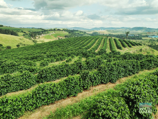 Fazenda Santa Cruz - BRAZIL
