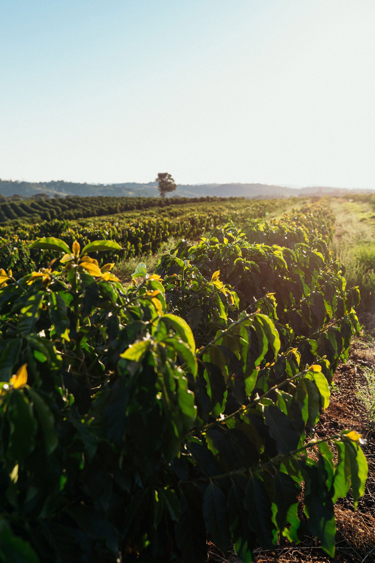 Fazenda Vila Boa - 72H Oak Barrel Fermentation (NEW)