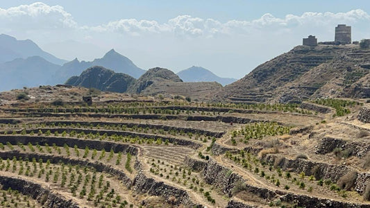 Yemen East Haraz Jaadi Natural