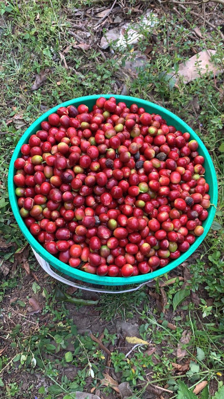 Honduras Rosely Hernandez