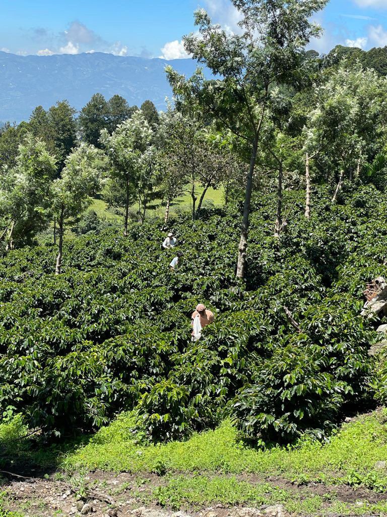 Honduras Rosely Hernandez