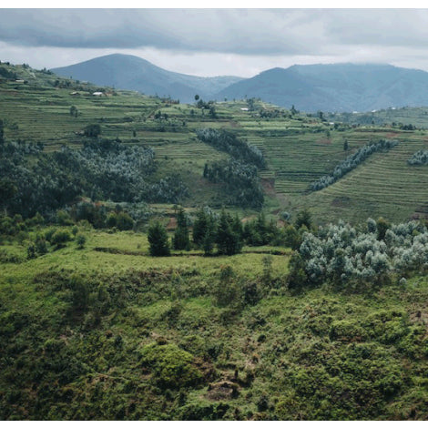 Rwanda - Gasharu Wimana