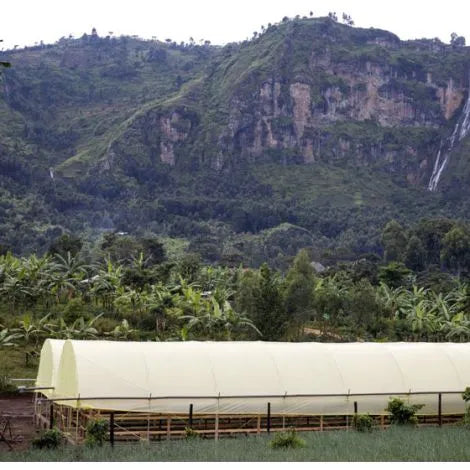 Passionfruit Sipi Tangwen - Uganda